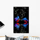Betta splendens - siamese fighting fish on a black background Wall Mural