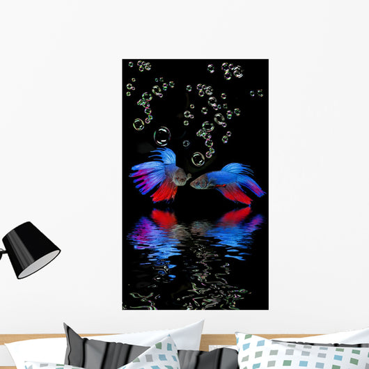 Betta splendens - siamese fighting fish on a black background Wall Mural