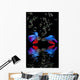 Betta splendens - siamese fighting fish on a black background Wall Mural