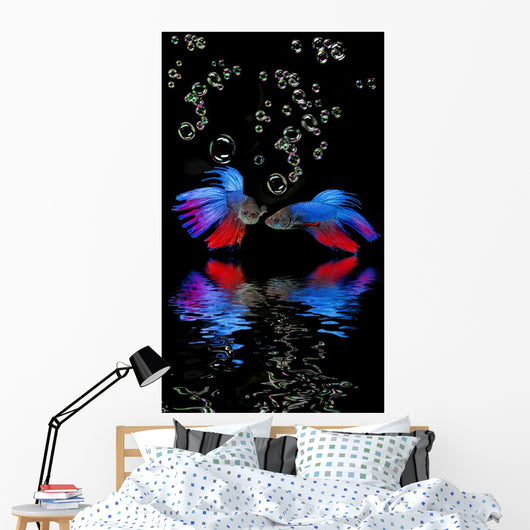 Betta splendens - siamese fighting fish on a black background Wall Mural