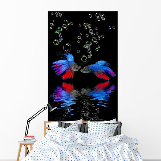 Betta splendens - siamese fighting fish on a black background Wall Mural
