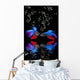 Betta splendens - siamese fighting fish on a black background Wall Mural