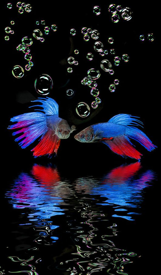 Betta Splendens - Siamese Fighting Fish On A Black Background Wall Decal