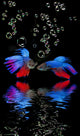 Betta Splendens - Siamese Fighting Fish On A Black Background Wall Decal