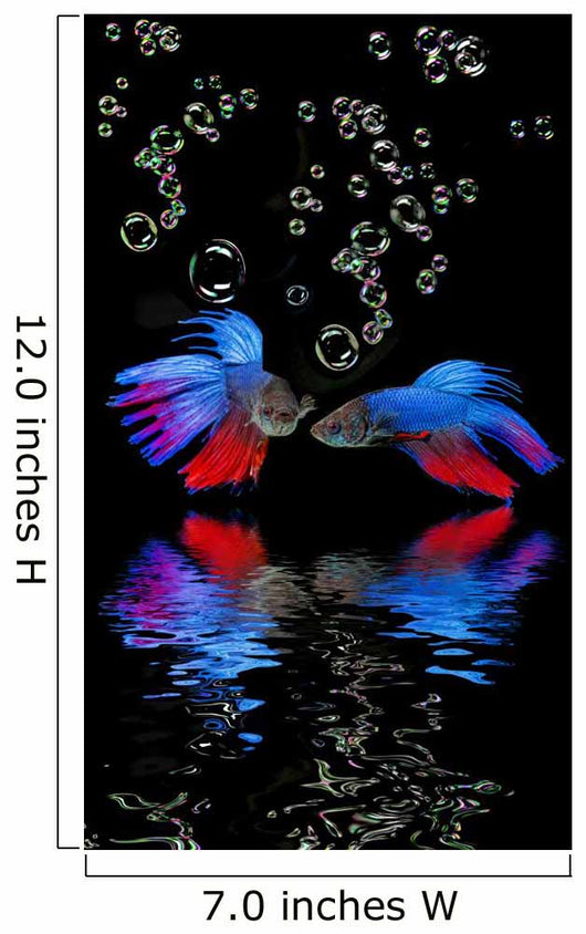 Betta splendens - siamese fighting fish on a black background Wall Mural