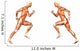Male Human Body Anatomy Wall Decal