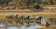 Large Elephant Herd Crossing Luangwa River In Zambia Wall Decal