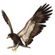 Bald Eagle Wall Decal