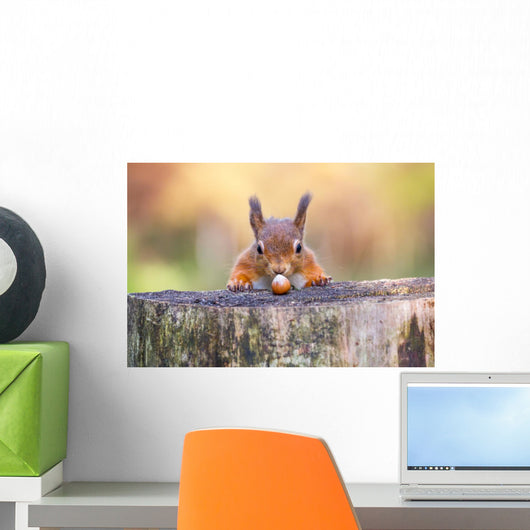 Red Squirrel can't believe his luck Wall Mural
