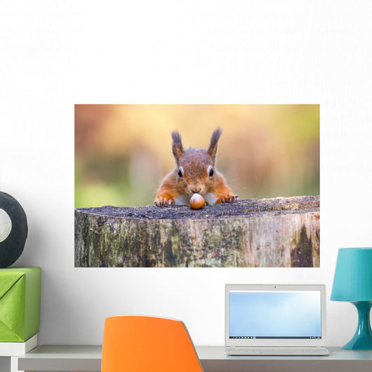 Red Squirrel can't believe his luck Wall Mural