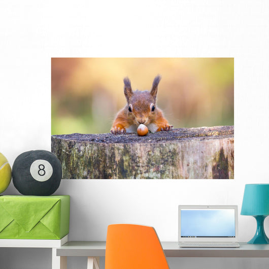 Red Squirrel can't believe his luck Wall Mural