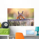 Red Squirrel can't believe his luck Wall Mural