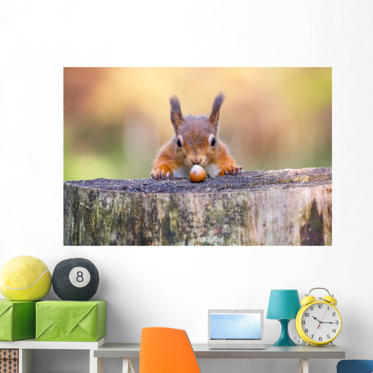 Red Squirrel can't believe his luck Wall Mural