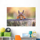 Red Squirrel can't believe his luck Wall Mural