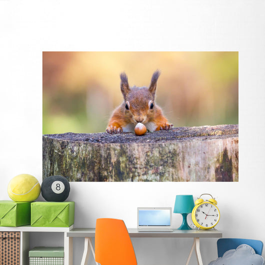 Red Squirrel can't believe his luck Wall Mural