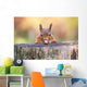Red Squirrel can't believe his luck Wall Mural