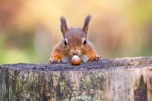Red Squirrel Can't Believe His Luck Wall Decal