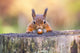 Red Squirrel Can't Believe His Luck Wall Decal