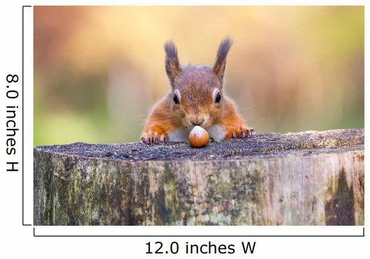 Red Squirrel can't believe his luck Wall Mural