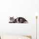 Cute maine coon lying alone Wall Decal