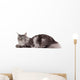 Cute maine coon lying alone Wall Decal