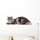 Cute maine coon lying alone Wall Decal