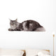 Cute maine coon lying alone Wall Decal