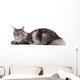 Cute maine coon lying alone Wall Decal