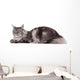 Cute maine coon lying alone Wall Decal