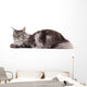 Cute maine coon lying alone Wall Decal