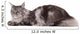 Cute maine coon lying alone Wall Decal