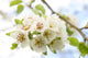 White Cherry Blossoms Branch Wall Decal