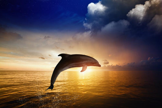 Sunrise Dolphin Jumping Wall Decal