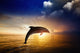 Sunrise Dolphin Jumping Wall Decal