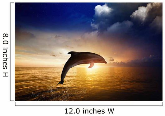Sunrise Dolphin Jumping Wall Mural