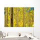 Aspen Trees Forest Wall Mural