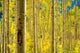Aspen Trees Forest Wall Decal