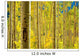 Aspen Trees Forest Wall Mural
