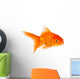 Goldfish Wall Decal