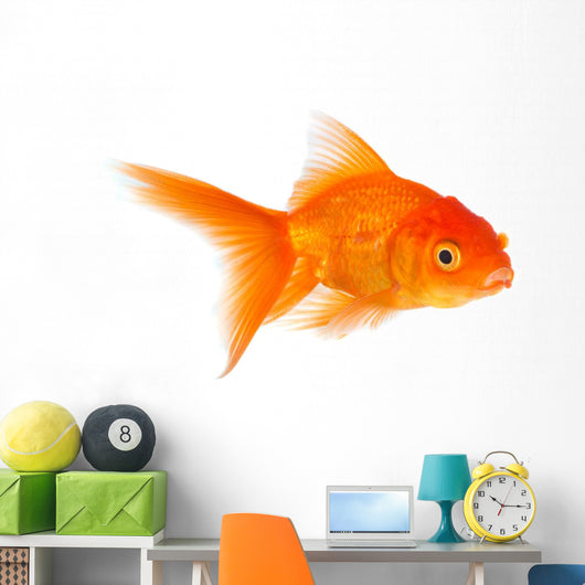 Goldfish Wall Decal
