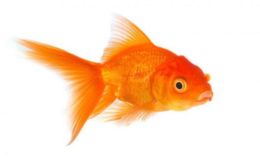 Goldfish Wall Decal