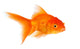 Goldfish Wall Decal