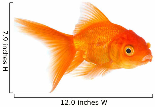 Goldfish Wall Decal