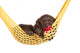 Cute Little Puppy In A Hammock With Pacifier Wall Decal