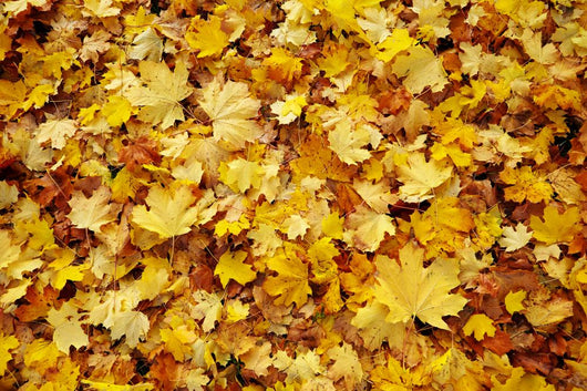 Autumn Leaves Wall Decal