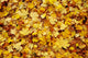 Autumn Leaves Wall Decal