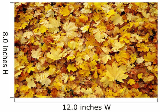 Autumn Leaves Wall Decal