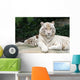 White Tiger Wall Mural