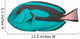 Tropical Reef Fish Wall Decal