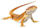 Bearded Dragon Pogona Vitticeps Wall Decal